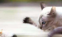 猫抓老鼠最新爆料,悬念迭起，反转不断！