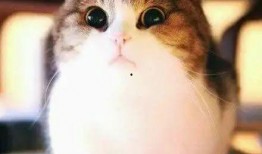 顺丰员工最新爆料,员工最新爆料揭示行业真相