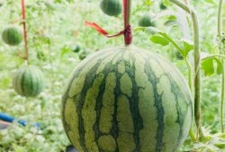 榆次吃瓜最新事件爆料是真的吗