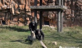 长春动物园爆料案件最新,惊曝动物虐待事件引发社会关注